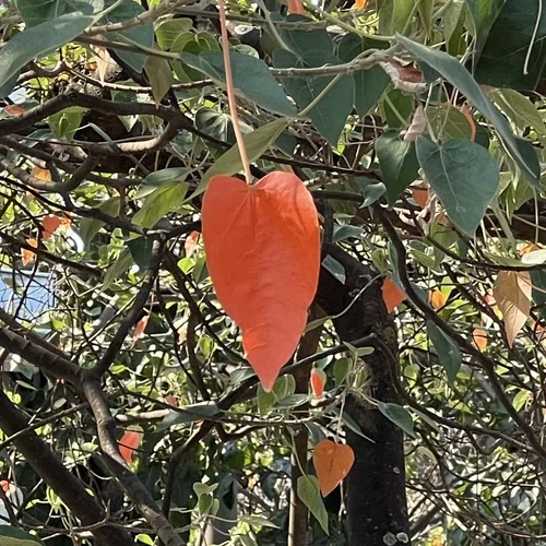 Red leaf of the Mata Atlântica — detail of a painting by Marc Lebreton